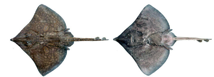 Dipturus sp. cf. flossada_02.jpg